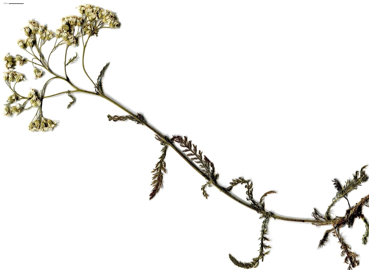 Achillea millefolium (Asteraceae)
